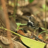 Świergoczek obrożny - Ringed Antpipit