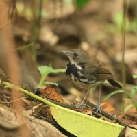 Świergoczek obrożny - Ringed Antpipit