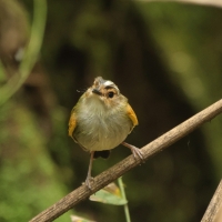 Barwniczek rdzawoczelny - Rusty-fronted Tody-Flycatcher
