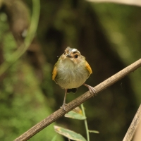 Barwniczek rdzawoczelny - Rusty-fronted Tody-Flycatcher