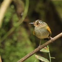Barwniczek rdzawoczelny, Poecilotriccus latirostris, Rusty-fronted Tody-Flycatcher