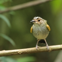Barwniczek rdzawoczelny - Rusty-fronted Tody-Flycatcher
