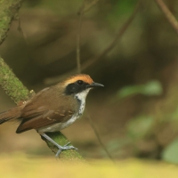 Czarnoliczek białobrewy - White-browed Antbird