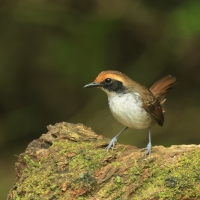 Czarnoliczek białobrewy - White-browed Antbird
