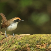 Czarnoliczek białobrewy - White-browed Antbird