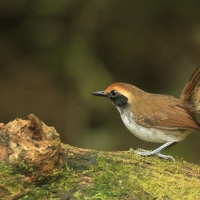 Czarnoliczek białobrewy - White-browed Antbird