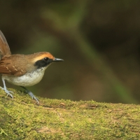 Czarnoliczek białobrewy - White-browed Antbird