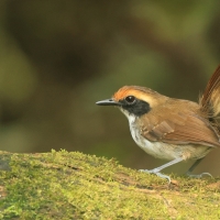 Czarnoliczek białobrewy - White-browed Antbird