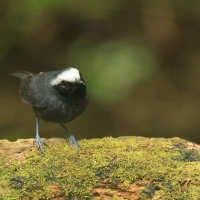 Czarnoliczek białobrewy - White-browed Antbird