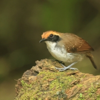 Czarnoliczek białobrewy - White-browed Antbird