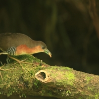 Derkaczyk oliwkowy, Laterallus melanophaius, Rufous-sided Crake