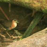 Derkaczyk oliwkowy - Rufous-sided Crake