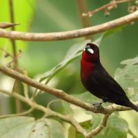 Tapiranga ciemna, Ramphocelus carbo, Silver-beaked Tanager