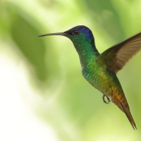 Złotogonek - Golden-tailed Sapphire