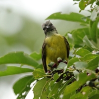 Bentewi szarogłowy - Gray-capped Flycatcher