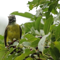 Bentewi szarogłowy - Gray-capped Flycatcher