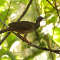 Czakalaka kreskowana - Speckled Chachalaca