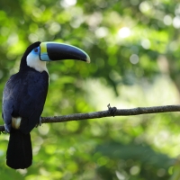 Tukan czerwonodzioby - Red-billed Toucan