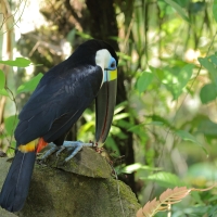 Tukan czerwonodzioby - Red-billed Toucan