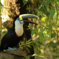 Tukan czerwonodzioby - Red-billed Toucan
