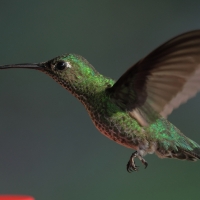 Kwiatowczyk, Taphrospilus hypostictus, Many-spotted Hummingbird