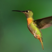 Pustelnik jasnosterny - Pale-tailed Barbthroat
