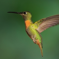 Pustelnik jasnosterny - Pale-tailed Barbthroat