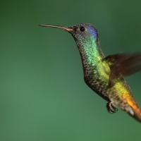 Złotogonek, Chrysuronia oenone, Golden-tailed Sapphire 
