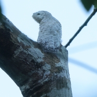 Nocolot wielki - Great Potoo
