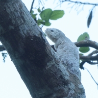 Nocolot wielki - Great Potoo
