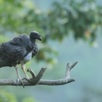 Kondor królewski - King Vulture