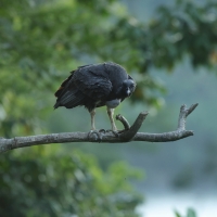 Kondor królewski - King Vulture