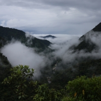 Las porastający wschodnie stoki Andów