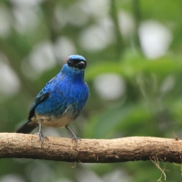 Tangarka błękitna - Golden-naped Tanager