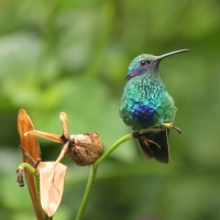 Uszatek niebieskobrzuchy - Sparkling Violet-ear