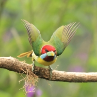 Brodacz pstry - Versicolored Barbet