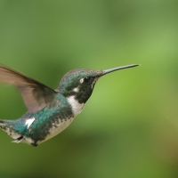 Brzęczek białobrzuchy - White-bellied Woodstar