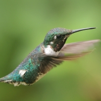 Brzęczek białobrzuchy - White-bellied Woodstar