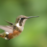 Brzęczek białobrzuchy - White-bellied Woodstar