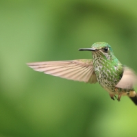 Furczak - White-booted Racket-tail