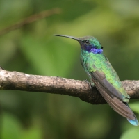 Uszatek niebieskobrzuchy - Sparkling Violet-ear