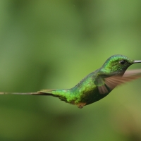 Furczak - White-booted Racket-tail