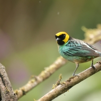 Tangarka żółtoucha, Tangara xanthocephala, Saffron-crowned Tanager