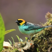 Tangarka żółtoucha - Saffron-crowned Tanager