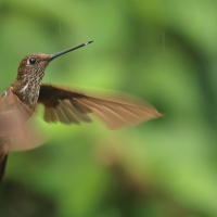 Elfik brązowy - Bronzy Inca