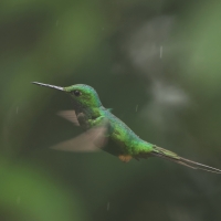 Furczak - White-booted Racket-tail