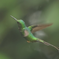 Furczak - White-booted Racket-tail