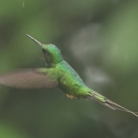 Furczak - White-booted Racket-tail