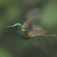 Furczak - White-booted Racket-tail