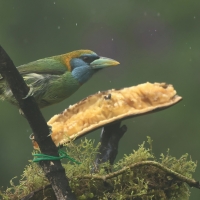 Brodacz pstry - Versicolored Barbet
